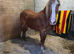 broodmare