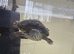 Turtle for sale