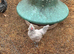PURE LAVENDER COCKEREL