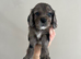 Two beautiful puppys looking for there forever home