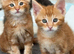 Gorgeous 9 week old Maine Coon Cross Kittens Ready Now