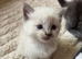 Ragdoll Kittens ready at the end of October