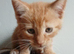 12week old male kitten for sale