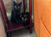 Black kitten 15 weeks old