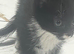 Adorable tuxedo kitty