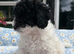 Beautiful Cavapoochon puppies ready now