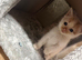4 gorgeous kittens