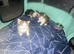 Persian cross Russian blue kittens 3 girls