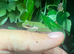 American green tree frog