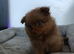 Pomeranians