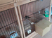 6 bengalese finches for sale