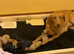 Stunning labs ready now