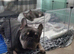 Female French bulldog