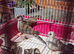 Beautiful lot of diamond doves