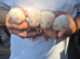 Small Albino ferrets