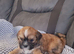 Lhasa apso
