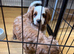 Cavapoo Puppie’s Ready Now
