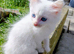 Maine Coon Kittens White and Smoke