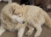 Siberian husky male for sale