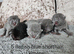 British shorthair kittens 5