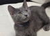 Russian Blue kittens