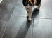 Domestic short hair calico kitten