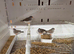 Zebra finches