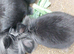 Male lionhead mix rabbits