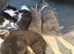 6 beautiful kittens looking for their forever home