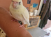 Kakariki ready now beautiful coloured bird.