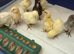 New baby Unsexed cross breed chicks £7 each hatched 9th july & 18th in Epping