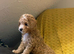 ONLY 2 LEFT Beautiful Cavapoochon Puppies