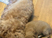 Gorgeous Cavapoo puppies ready now