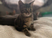 STUNNING Bengal cross female