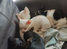 Puppies
