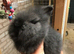 Double mane lionheads for sale