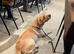 Female Labrador rehoming