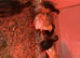 Jumbo quail