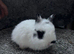Netherland dwarf babies