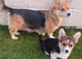 Cute Pembrokeshire corgi puppies
