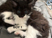 Beautiful kittens