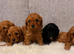 F1 cavapoo puppies fully vet health checked