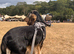 Show x working spaniel