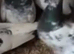 Budapest pigeons