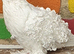 White frill back pigeons for sale