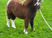 !!30 inch miniature Shetland filly!!