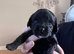 Cavapoo x cockapoo 7 gorgeous pups looking for forever home