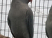 This years baby ringneck (aviary bred)