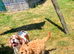 F1 Beautiful cavapoo puppies