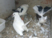 Pigeons for sale